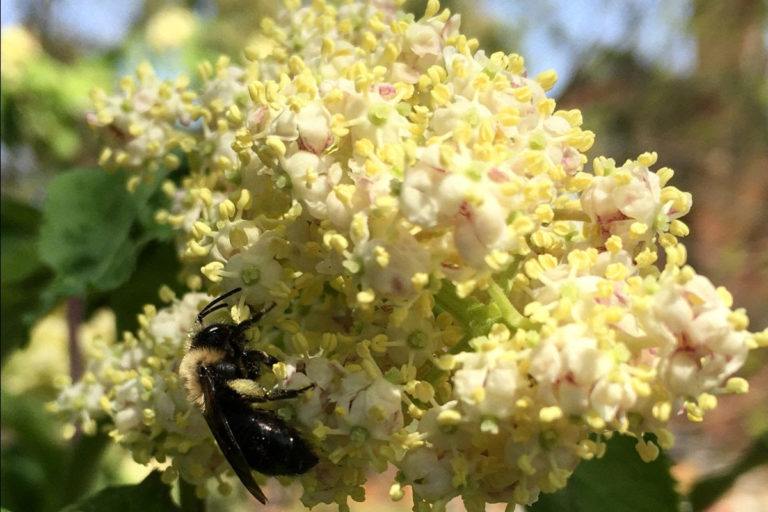 Spring is in the Air! Yellow and white bunch of flowers with a bee in the lower left corner.